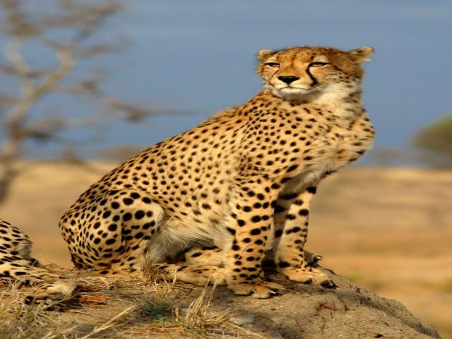 Tragedy strikes as second cheetah dies in Madhya Pradeshs Kuno National Park